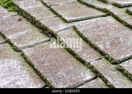 Selektiver Fokus. Hölzerne Schindeldach mit grünem Moos, das zwischen Schindeln wächst Stockfoto