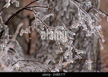 Mattierte Äste, mit Eis bedeckt. Winter saisonaler Hintergrund. Selektives Fokusbild der schönen Natur. Stockfoto