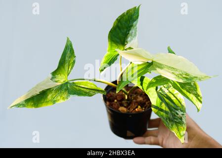 Syngonium podophyllum ist im Topf bunt Stockfoto