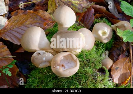 Stump Puffball - Lycoperdon pyriforme, in Moos mit Buchenblättern Stockfoto