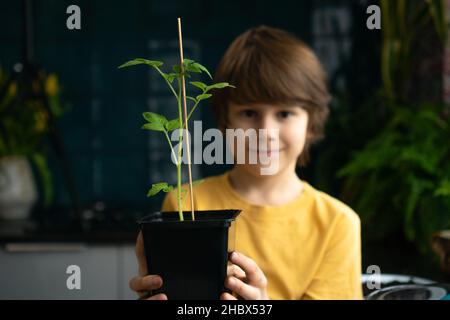 Kleiner Junge, der zu Hause Keimlinge pflanzt. Ein unabhängiges Kind ist mit einem Hobby beschäftigt, Pflanzen neu zu Pflanzen. Kind hält einen Topf mit Tomate im Vordergrund. Stockfoto