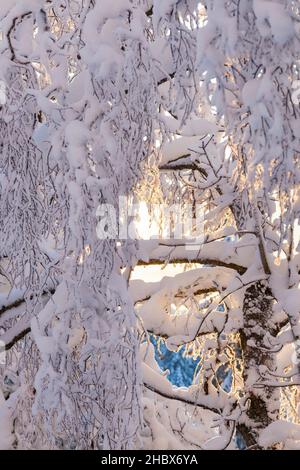 Birke verzweigt sich im Winterwald in der Morgendämmerung Stockfoto
