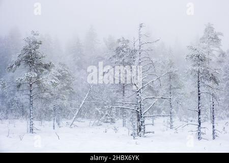 Schneebedecktes Moor mit gefrorenen Bäumen im Nebel Stockfoto