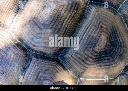 Schildkröte Shell Hintergrund. Nahaufnahme des Makros. Karapasige Texturdetails. Hochwertige Fotos Stockfoto