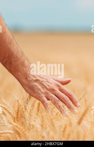 Landwirt überprüft auf reifen Kulturen im Weizenfeld, Nahaufnahme der männlichen Hand berühren Pflanzen, selektive Fokus Stockfoto