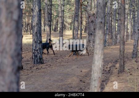 Unschärfe-Effekte, verschwommene Bewegungen, Rauschen, Korn-Effekte. Zwei Hunde laufen durch den Wald. Ein Männchen und ein Weibchen Rottweiler. Ein sonniger Herbsttag. Hohe Kiefern. Haustiere Stockfoto