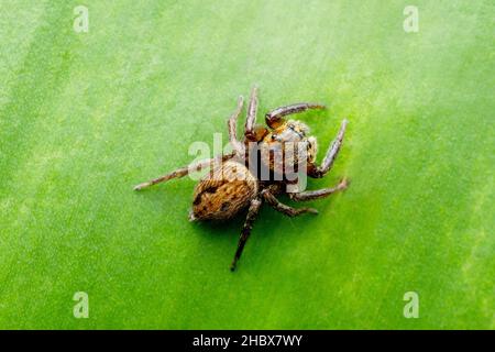 Adansonis sprinende Spinne, Hasarius adansoni, Familie - Salticidae, Singapur Stockfoto