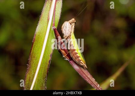 Boxer Mantis, Acanthops falcata, Satara, Mahrashtra, Indien Stockfoto