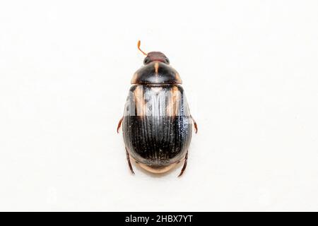 Die Käfer-Dorsale Cyclocephala melanocephala ist eine Käferart aus der Unterfamilie Dynastinae, Satara, Maharashtra, Indien Stockfoto