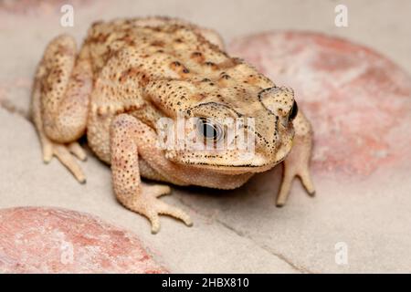 Goldene Augen des Duttaphrynus melanostictus, indische Kröte, Verbreitung, ganz Indien Stockfoto