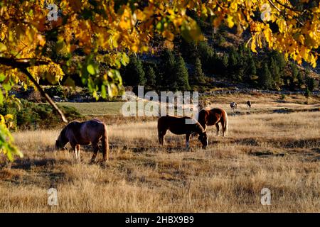 Otoño en Andorra, un paseo por el Vall d'Incles y por los alrededores de AINA Stockfoto