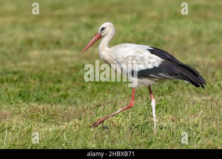 Reifer Weißstorch (Ciconia ciconia) spaziert im Sommer auf dem Rasenmähfeld Stockfoto