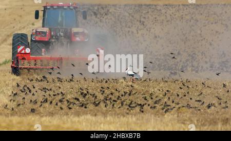 Große Schar gewöhnlicher Stare (Sturnus vulgaris) und Weißstorch, die sich direkt nach dem Traktor auf dem Pflügefeld ernähren Stockfoto