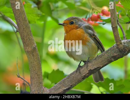 Erwachsener europäischer Rotbarsch (erithacus rubecula), der in Zweigen des Viburnum-Busches mit Beeren thront Stockfoto