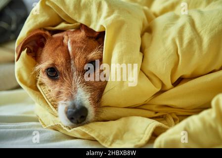 Traurig gelangweilter Hund liegt im Bett. Haustier wärmt sich unter der Decke im Schlafzimmer. Tierpflege Stockfoto