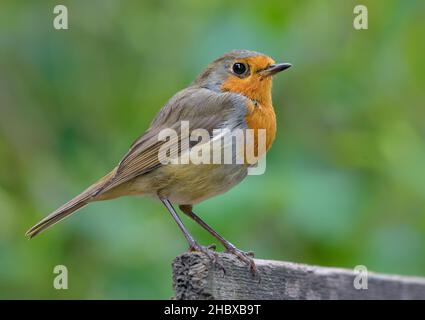 Erwachsener europäischer Rotkehlchen (erithacus rubecula) steht an einem trüben Spätsommertag auf einem kleinen Holzstock Stockfoto