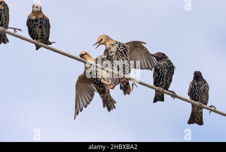Gewöhnliche Stare (Sturnus vulgaris) kämpften hart gegen elektrische Drähte Stockfoto