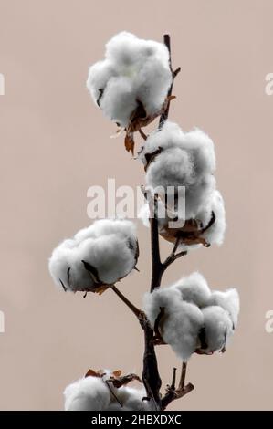 Natürliche reife Baumwollbolls auf trockenem Ast.Nahaufnahme auf verschwommenem Hintergrund aufgenommen Stockfoto