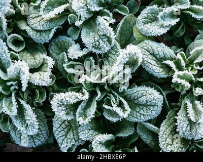 Maissalat (Valerianella locusta) mit Frost im Dezember. Stockfoto