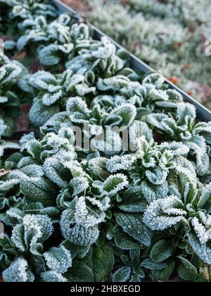 Maissalat (Valerianella locusta) mit Frost im Dezember. Stockfoto