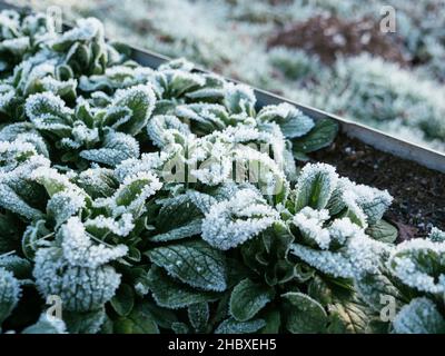 Maissalat (Valerianella locusta) mit Frost im Dezember. Stockfoto