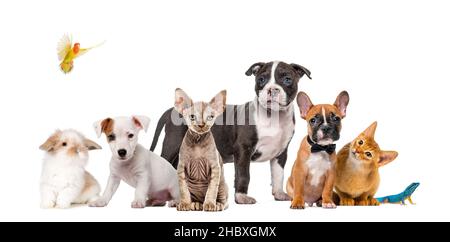 Große Gruppe von vielen Hunden und Katzen, die in einer Reihe isoliert auf Weiß stehen Stockfoto