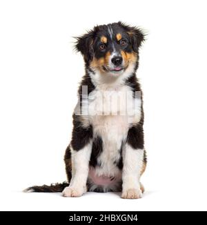 Black and tan Puppy Miniature American Shepherd, 14 Wochen alt Stockfoto