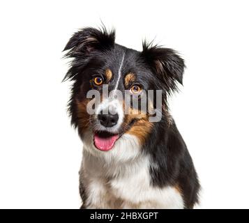 Kopfaufnahme Porträt eines dreifarbigen Border Collie Hund gegenüber, isoliert auf weiß Stockfoto