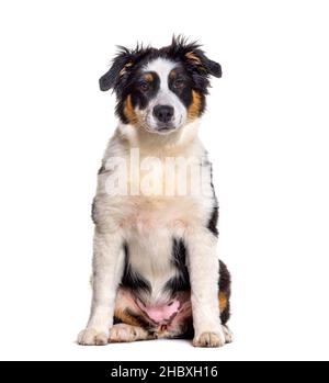 Welpe Australian Shepherd Hund, Blick auf die Kamera, vier Monate alt Stockfoto