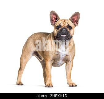 Stehende französische Bulldogge, isoliert auf Weiß Stockfoto