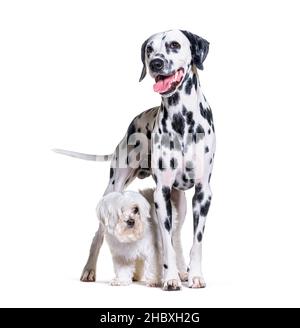 Maltesischer und dalmatinischer Hund stehen zusammen, isoliert auf Weiß Stockfoto