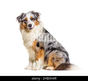 Blue Merle Australischer Schäferhund blickt auf die Kamera, isoliert auf Weiß Stockfoto