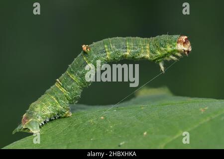 Schwemmkäfer (Opisthograptis luteolata) auf Blatt. Tipperary, Irland Stockfoto