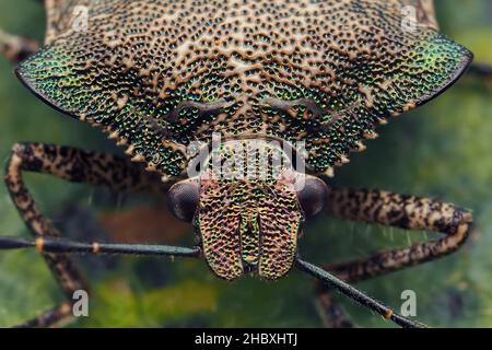 Nahaufnahme eines bronzenen Schildbugs (Troilus luridus) auf einem Eichenblatt. Tipperary, Irland Stockfoto