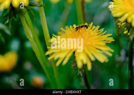 Der Frühling ist eine bunte Blumenpracht in Andorra im Herzen der Pyrenäen Stockfoto