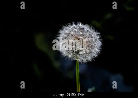 Der Frühling ist eine bunte Blumenpracht in Andorra im Herzen der Pyrenäen Stockfoto