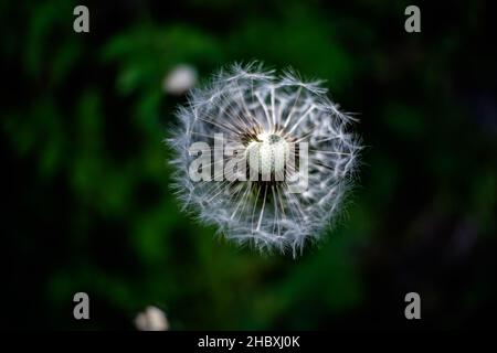 Der Frühling ist eine bunte Blumenpracht in Andorra im Herzen der Pyrenäen Stockfoto