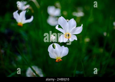 Der Frühling ist eine bunte Blumenpracht in Andorra im Herzen der Pyrenäen Stockfoto