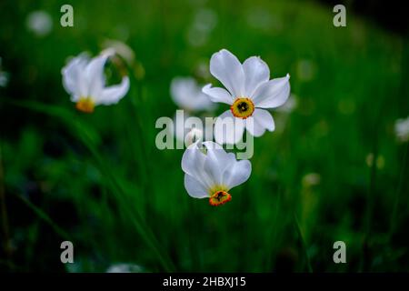 Der Frühling ist eine bunte Blumenpracht in Andorra im Herzen der Pyrenäen Stockfoto