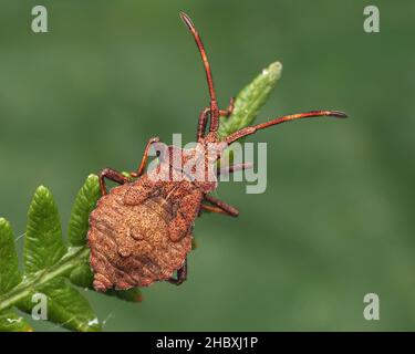 Dock Bug Nymphe (Coreus marginatus) ruht auf Bracken Farn. Tipperary, Irland Stockfoto