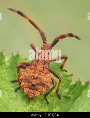 Dock Bug Nymphe (Coreus marginatus) ruht auf Bramble. Tipperary, Irland Stockfoto