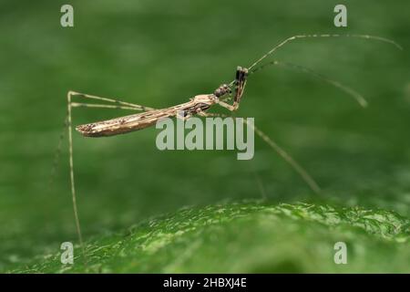 Empicoris vagabundus-Käfer kriecht auf dem Blatt. Tipperary, Irland Stockfoto