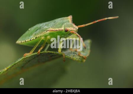 Weißdorn Shieldbug endgültige instar Nymphe (Acanthosoma haemorrhoidale) ruht auf Weißdorn-Blätter. Tipperary, Irland Stockfoto