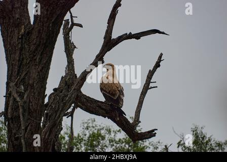 Der Waldadler, der Aquila rapax, ein großer Greifvogel aus Afrika, thront hoch auf einem Baum. Stockfoto