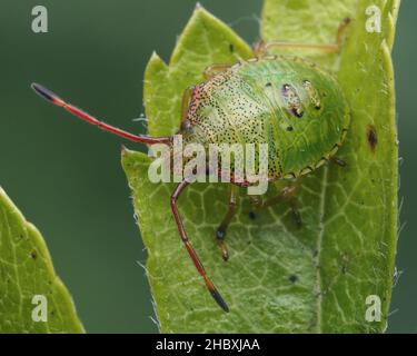 Weißdorn-Shieldbug-Nymphe (Acanthosoma haemorrhoidale) in Ruhe auf Weißdornblatt. Tipperary, Irland Stockfoto