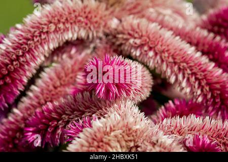 Wunderbar rosa rot blühende Celosia argentea, viele Blüten mit samtigen Spitzen Stockfoto