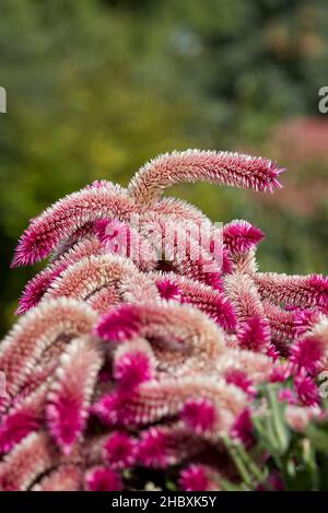 Wunderbar rosa rot leuchtend leuchtend blühende Celosia argentea, aufrechtes Bild Stockfoto
