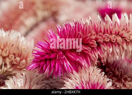 Nahaufnahme eines wunderschönen rosa roten leuchtend blühenden Celosia argentea, viele Blüten mit samtigen Spitzen Stockfoto