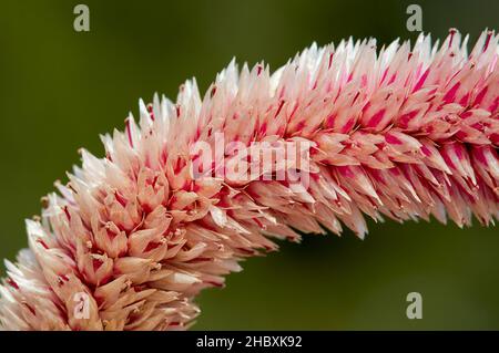 Gebogene Einzelspitze einer rosarot-rot blühenden Celosia argentea-Pflanzenblume, durch das Colpmetebild mit Copyspace Stockfoto
