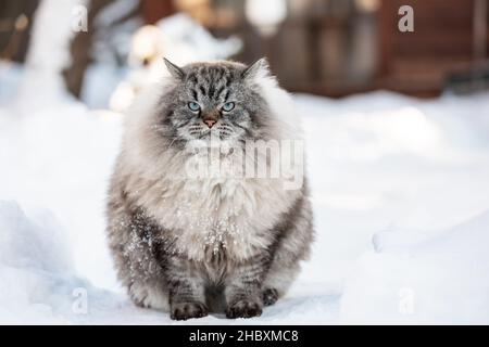 Neva Masquerade sibirische Hauskatze, die im Winter im Schnee sitzt Stockfoto